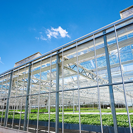 Hydroponics system for leafy vegetables