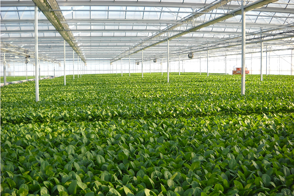 太陽光型植物工場 葉菜類栽培システム ナッパーランド™